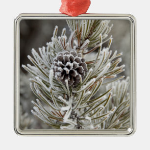 Close-up of frozen pine cone, Yellowstone Metal Tree Decoration