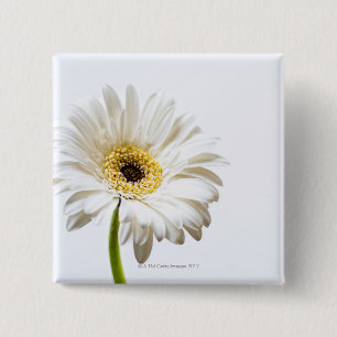 Close up of Gerbera flower head 15 Cm Square Badge