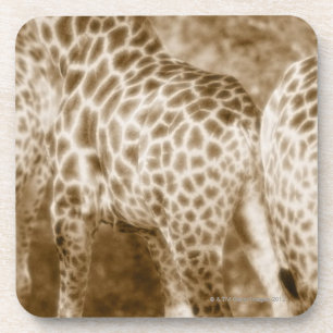 Close-Up of Giraffes Kruger National Park South Coaster