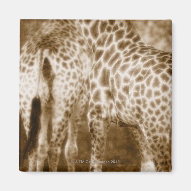 Close-Up of Giraffes Kruger National Park South Magnet (Front)