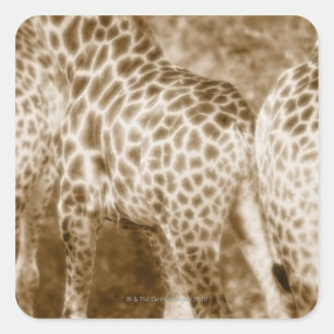 Close-Up of Giraffes Kruger National Park South Square Sticker