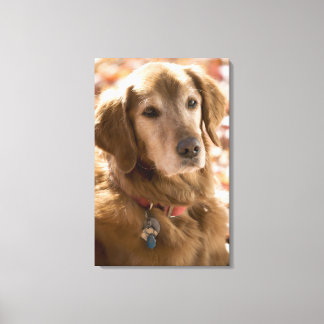 Close up of golden labrador retriever dog canvas print