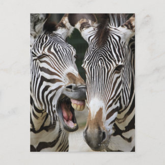 close-up of head of zebras, Equus Sp., Berlin Postcard