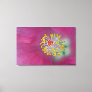 Close-up of Hibiscus flower stamen, Hibiscus Canvas Print