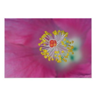 Close-up of Hibiscus flower stamen, Hibiscus Photo Print