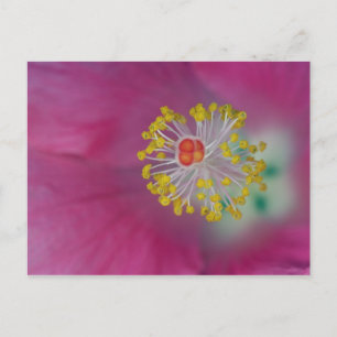 Close-up of Hibiscus flower stamen, Hibiscus Postcard