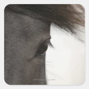 Close-up of horse eye and hair square sticker