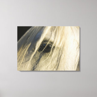 Close-up of Horse eye Canvas Print
