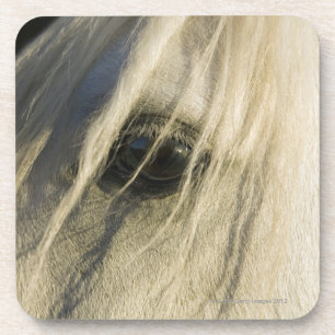 Close-up of Horse eye Coaster
