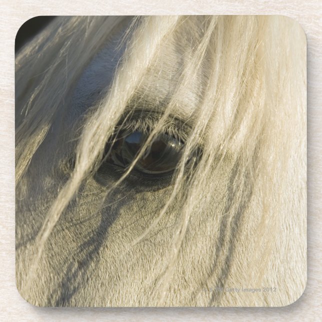 Close-up of Horse eye Coaster (Front)