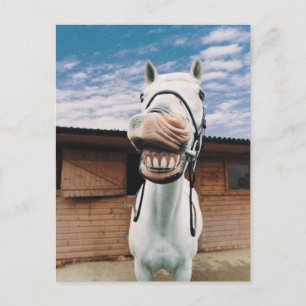 Close-up of Horse with Mouth Open Postcard