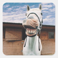 Close-up of Horse with Mouth Open