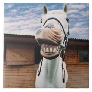 Close-up of Horse with Mouth Open Tile