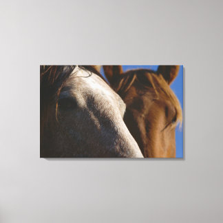 Close Up of Horses Canvas Print