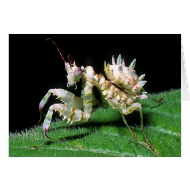 Close-Up Of Hottentot Mantis (Front Horizontal)