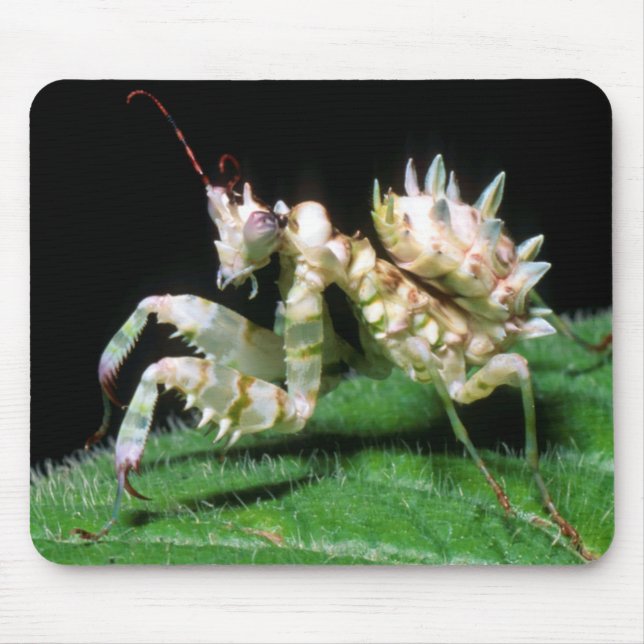Close-Up Of Hottentot Mantis Mouse Pad (Front)