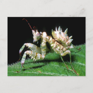 Close-Up Of Hottentot Mantis Postcard