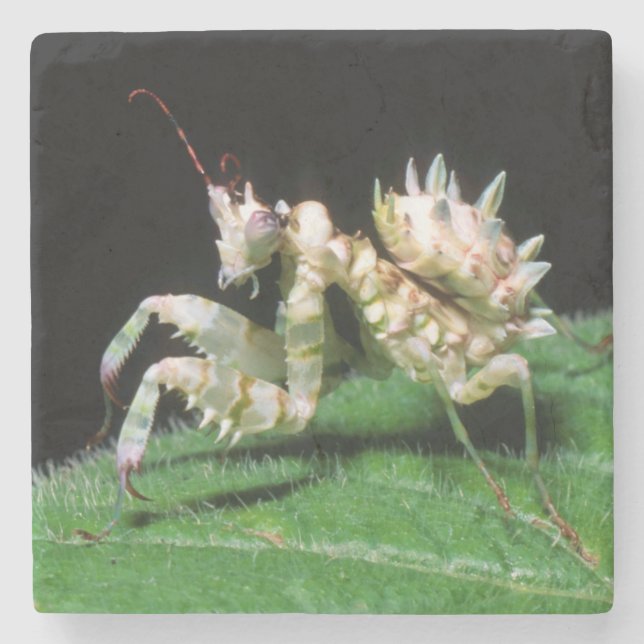 Close-Up Of Hottentot Mantis Stone Coaster (Front)
