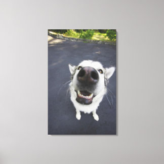 Close-up of husky's nose canvas print
