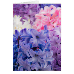 Close-up of Hyacinth plant