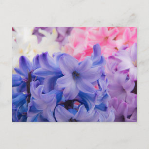 Close-up of Hyacinth plant Postcard
