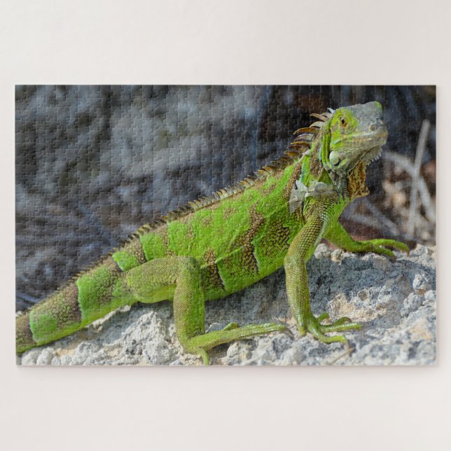 Close-up of iguana in Key West Florida Jigsaw Puzzle (Horizontal)