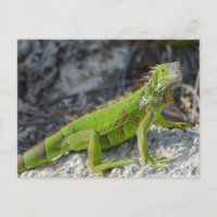 Close-up of iguana in Key West Florida