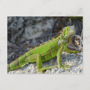 Close-up of iguana in Key West Florida Postcard