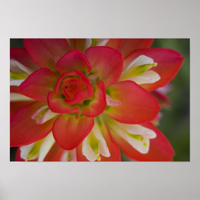 Close-up of Indian Paint Brush near Gay Hill, Poster (Front)