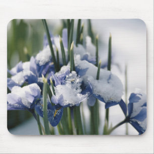 Close-up of Iris Mouse Pad