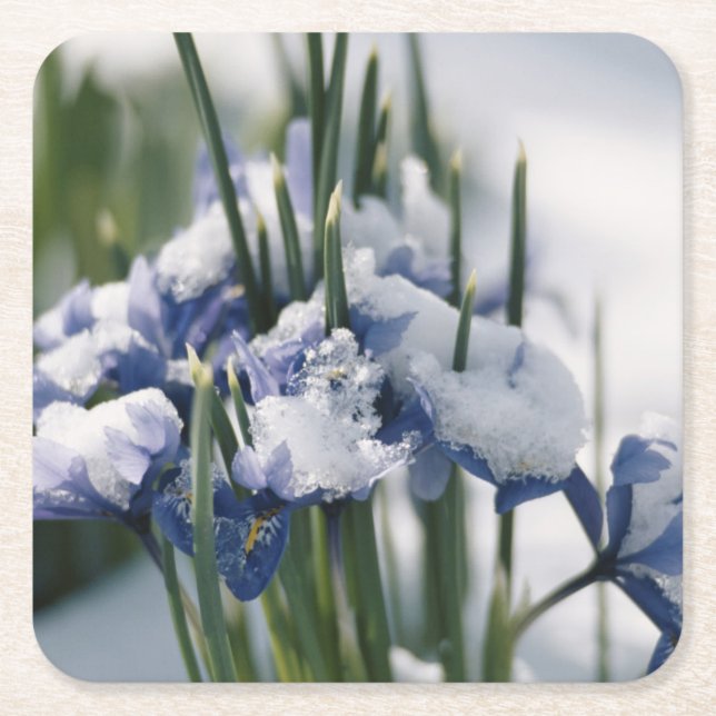 Close-up of Iris Square Paper Coaster (Front)