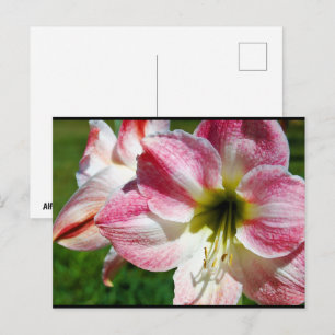 Close up of Jersey lily Postcard
