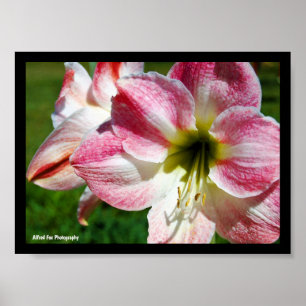 Close up of Jersey lily Poster