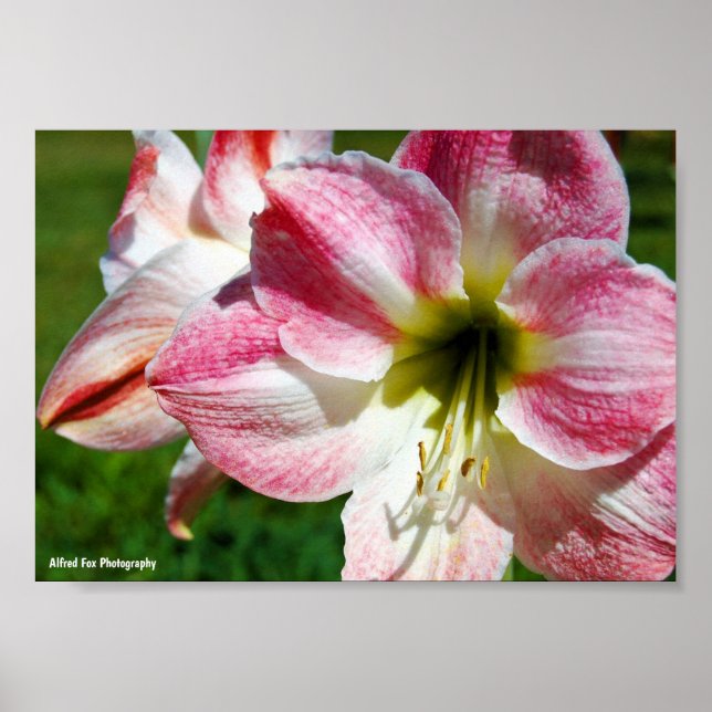 Close up of Jersey lily Poster (Front)
