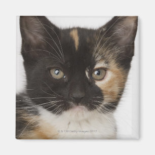 Close up of kitten magnet