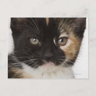 Close up of kitten postcard