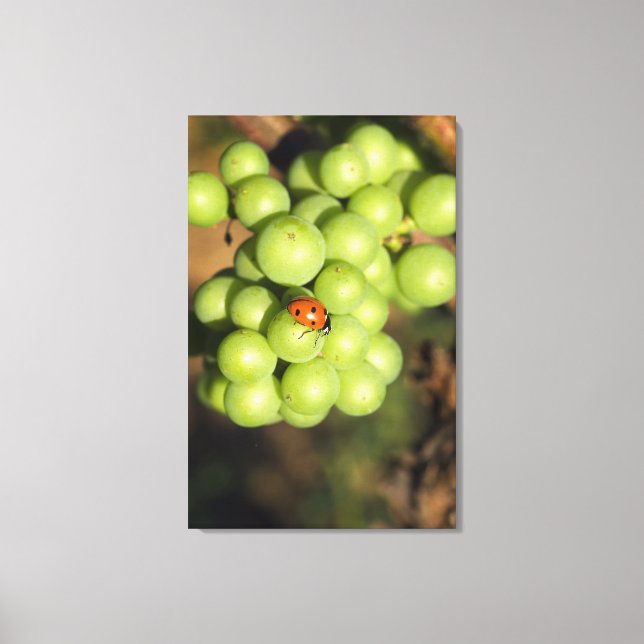 Close up of lady bug on green Pinot Noir grapes Canvas Print (Front)