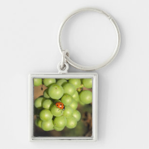 Close up of lady bug on green Pinot Noir grapes Key Ring