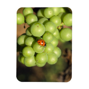 Close up of lady bug on green Pinot Noir grapes Magnet