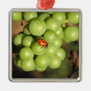 Close up of lady bug on green Pinot Noir grapes Metal Tree Decoration