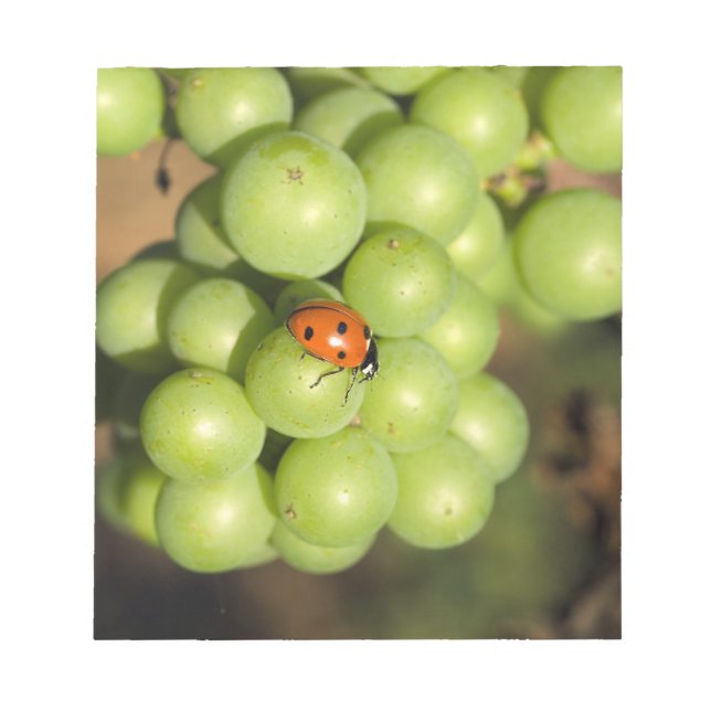 Close up of lady bug on green Pinot Noir grapes Notepad (Front)