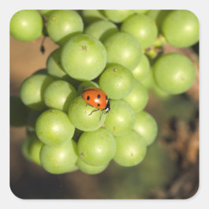 Close up of lady bug on green Pinot Noir grapes Square Sticker