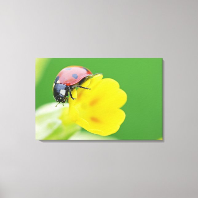 Close-Up of Ladybug Canvas Print (Front)