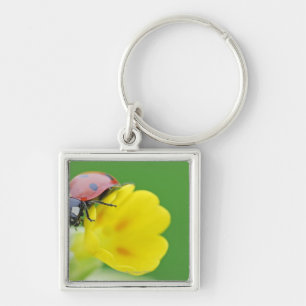 Close-Up of Ladybug Key Ring
