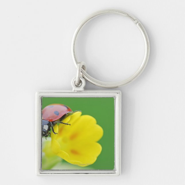 Close-Up of Ladybug Key Ring (Front)
