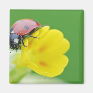 Close-Up of Ladybug Magnet