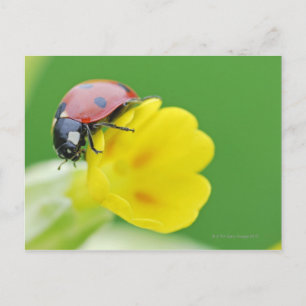 Close-Up of Ladybug Postcard