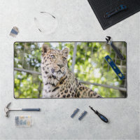 Close up of Leopard Face Photo