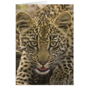 Close up of Leopard, Greater Kruger National 2