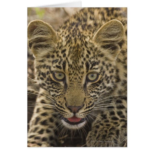 Close up of Leopard, Greater Kruger National 2 (Front)